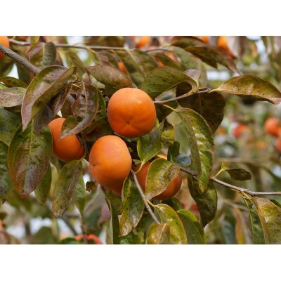 【高野山麓園直送】秋の味覚「富有柿」 9～10玉入り