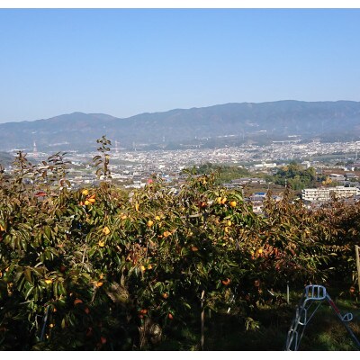 【高野山麓園直送】晩秋の味覚 「富有柿」厳選 7～8玉入り