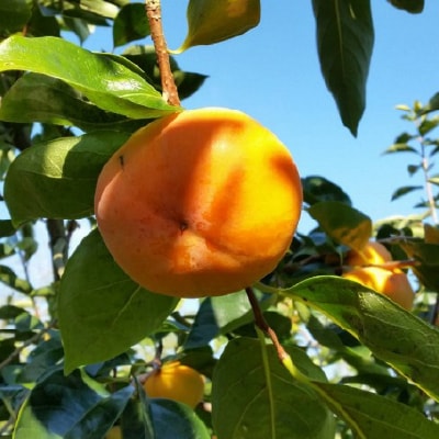 国城観光農園の富有柿11~12個(3~4L)