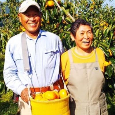 【2026年秋より順次発送】旬のたねなし柿　特選2Lサイズ(15個入り)