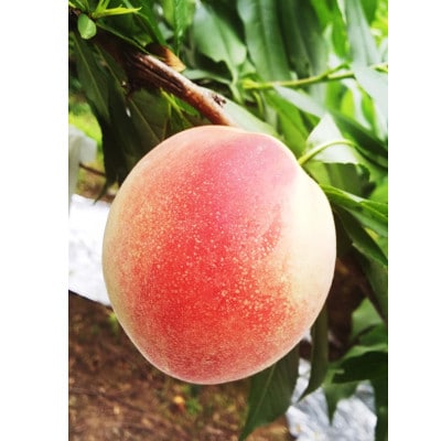 和歌山の桃「白鳳」　2kg　6個～7個