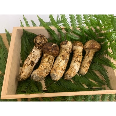 【和歌山産】～香りそのまま真空パック～高級・希少 高野松茸　200g(訳有品詰合せ)