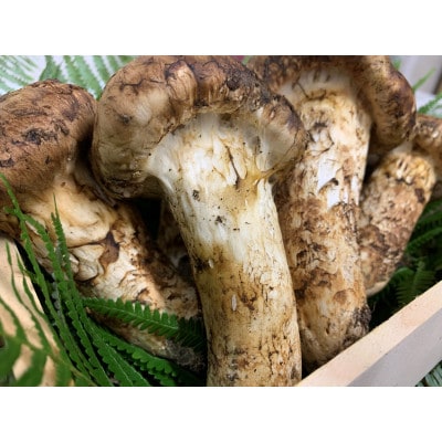 【和歌山産】～香りそのまま真空パック～高級・希少 高野松茸　300g(雅:★★)