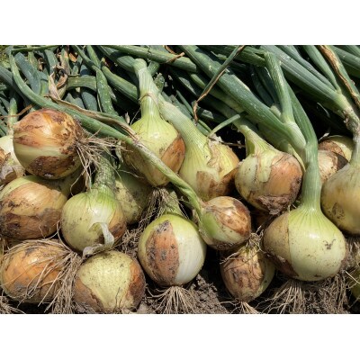 マルタケ農園の玉ねぎ 7kg
