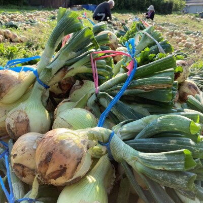 マルタケ農園の玉ねぎ 7kg