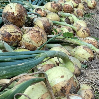 マルタケ農園の玉ねぎ 7kg