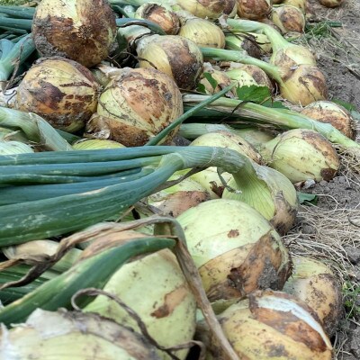 マルタケ農園の玉ねぎ3.5kg・きたあかり4kgセット