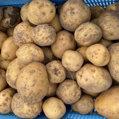 マルタケ農園の玉ねぎ3.5kg・きたあかり4kgセット