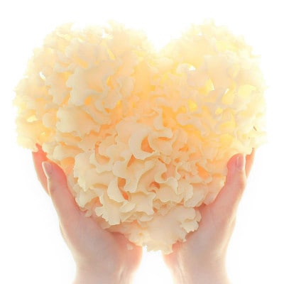 ハナビラタケの詰合せ〈生鮮品120g×2p〉+〈健康食品1袋(60カプセル、約60日分)〉