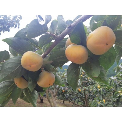 和歌山県産(刀根早生)贈答用3kg