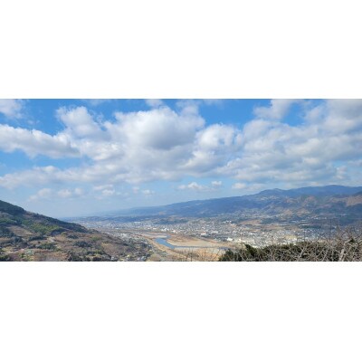 和歌山県産(刀根早生)贈答用3kg