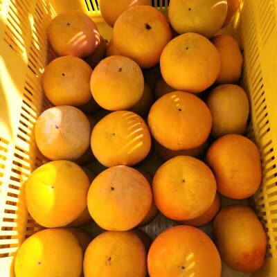 和歌山県産　富有柿(贈答用)　2Lサイズ　3kg