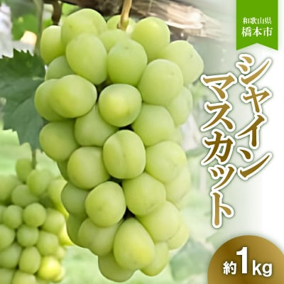 橋本市産こだわりシャインマスカット(約1kg)　2025年8月下旬以降順次発送予定　