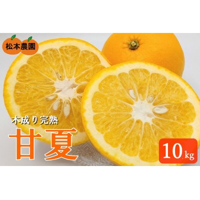 令和7年5月発送　木成り完熟甘夏みかん 約10kg 【数量限定】松本農園　橋本市産