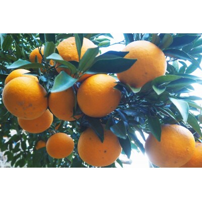 令和7年5月発送　木成り完熟甘夏みかん 約10kg 【数量限定】松本農園　橋本市産