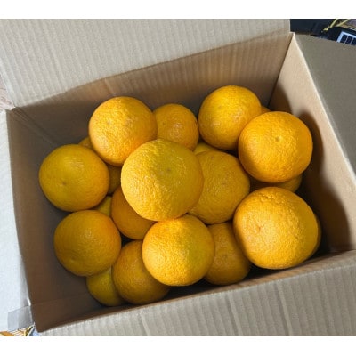 甘夏　令和8年4月下旬より発送　木成り完熟甘夏みかん 約10kg 【数量限定】松本農園　橋本市産