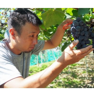 【先行予約ぶどう　2025年夏発送】　巨峰　藤田農園　こだわりの巨峰約3kg