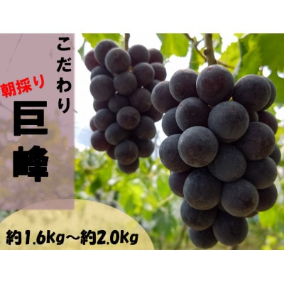【先行受付:2025年8月～順次発送】ぶどうの王様巨峰(たねなし)　約1.6kg～約2.0kg