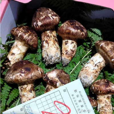 【和歌山産】～香りそのまま真空パック～高級・希少 高野松茸　200g(訳有品詰合せ)