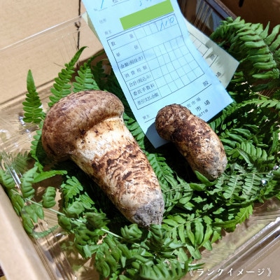 【和歌山産】～香りそのまま真空パック～高級・希少 高野松茸　200g(訳有品詰合せ)