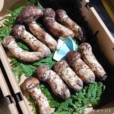 【和歌山産】～香りそのまま真空パック～高級・希少高野松茸　300g(福:★)