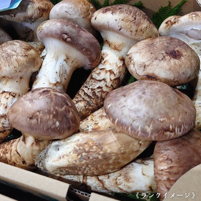 【和歌山産】～香りそのまま真空パック～高級・希少 高野松茸　300g(雅:★★)