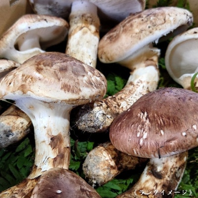 【和歌山産】～香りそのまま真空パック～高級・希少 高野松茸　300g(雅:★★)