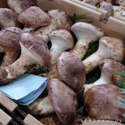 【和歌山産】～香りそのまま真空パック～高級・希少 高野松茸　300g(極:★★★)