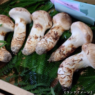 【和歌山産】～香りそのまま真空パック～高級・希少 高野松茸　300g(極:★★★)