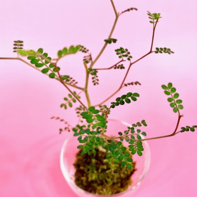 苔玉　ソフォラ