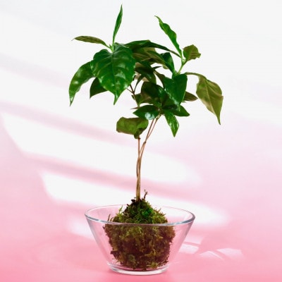苔玉　コーヒーの木