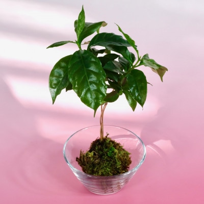 苔玉　コーヒーの木