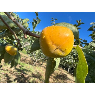 三浦農園のたねなし柿