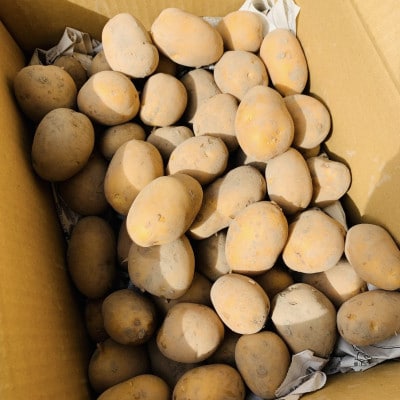 栽培期間中農薬・化学肥料不使用　新じゃがインカのめざめ約8キロ