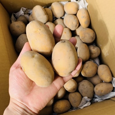 栽培期間中農薬・化学肥料不使用　新じゃがインカのめざめ約8キロ