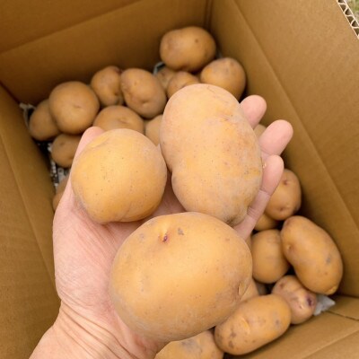 栽培期間中農薬化学肥料不使用　新じゃがインカのめざめ　計4.8kg