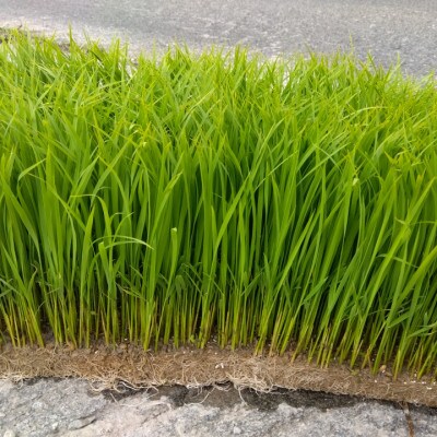 令和7年産　栽培期間中農薬を減らして育てた玄米 約5キロ　和歌山県橋本市
