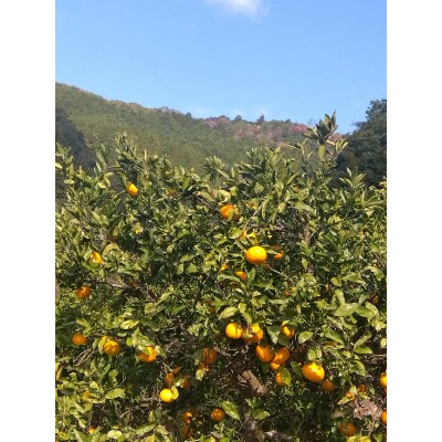 ご家庭用みかん　約5キロ箱込(みかん約4〜4.5キロ)　和歌山県橋本市