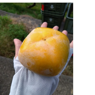 和歌山県産たね無し柿　L・2Lサイズ　5kg