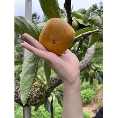【さとふる限定】和歌山県産たね無し柿A品 L・2Lサイズ箱込み計5kg
