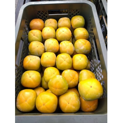 【さとふる限定】和歌山県産たね無し柿A品 L・2Lサイズ箱込み計5kg