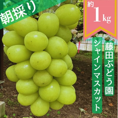 【2025年先行予約】藤田ぶどう園のシャインマスカット　約1kg