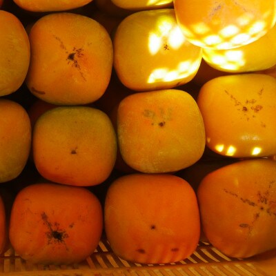 橋本市産　たねなし柿　2kg　(家庭用　訳あり)