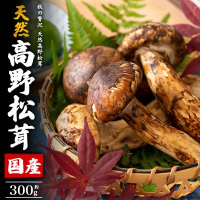 国産　天然高野松茸　約300g