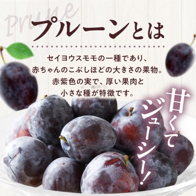 2026年8月中旬より発送　余市の砂川果樹園が贈る【余市の生プルーン】1.6kg_Y033-0040