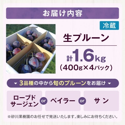 2026年8月中旬より発送　余市の砂川果樹園が贈る【余市の生プルーン】1.6kg_Y033-0040