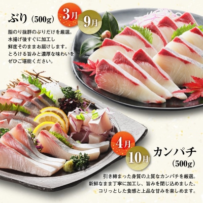 定期便 6回 刺身 鮮魚 冷凍 真空 パック 旬 かつお タイ ブリ シマアジ カンパチ 高級