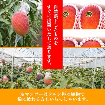 ◇宮崎県産完熟マンゴー[赤秀] 合計約2kg(4～6玉)