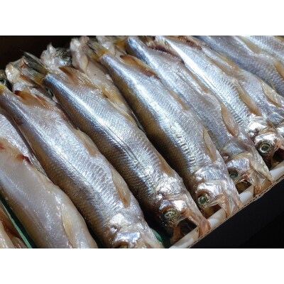 本ししゃも一夜干し特大オス20尾(0032)