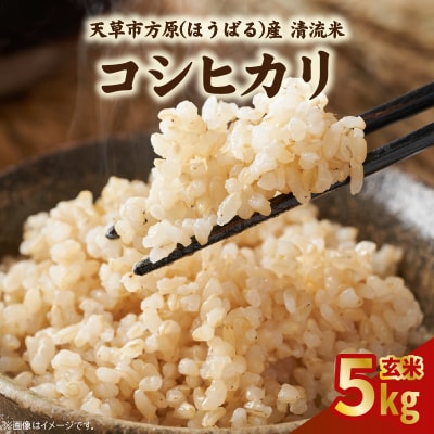 天草方原産　清流米　コシヒカリ　玄米5キロ【先行受付】_S150-005